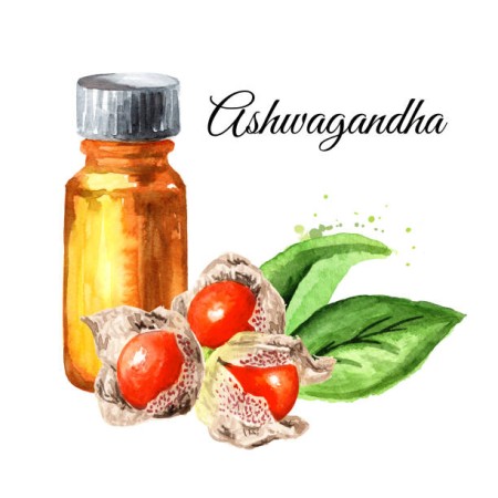 Ασβαγκάνθα (Ashwagandha) και ο πολύπλευρος ωφέλιμος ρόλος της στον ανθρώπινο οργανισμό